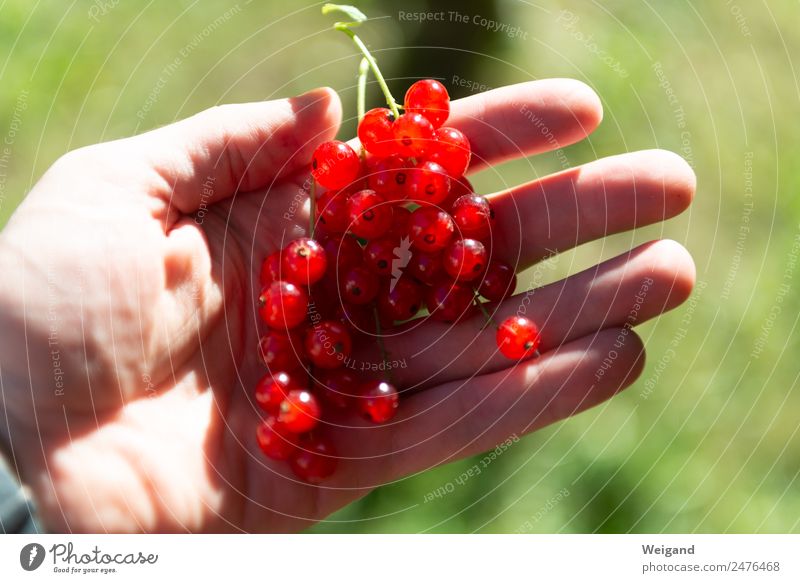 St John's dream Food Nutrition Breakfast Fresh Healthy Glittering Hand Berries Delicious Harvest Redcurrant Fruit Jam Garden Pick July June Summer Colour photo