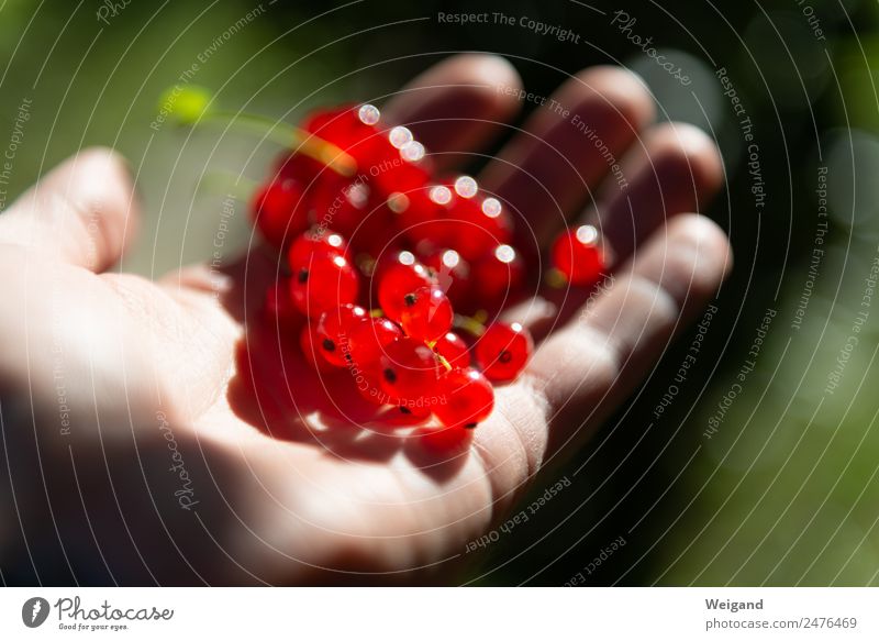 currants Food Jam Life Harmonious Well-being Contentment Senses Nature Plant To enjoy Happiness Fresh Healthy Red Redcurrant Harvest Delicious Vegan diet