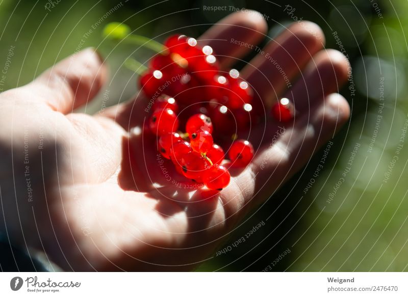 red gold Food Jam Well-being Contentment Nature Animal Discover Glittering Happy Red Fruit Healthy Healthy Eating Redcurrant Berries Summer Harvest Colour photo