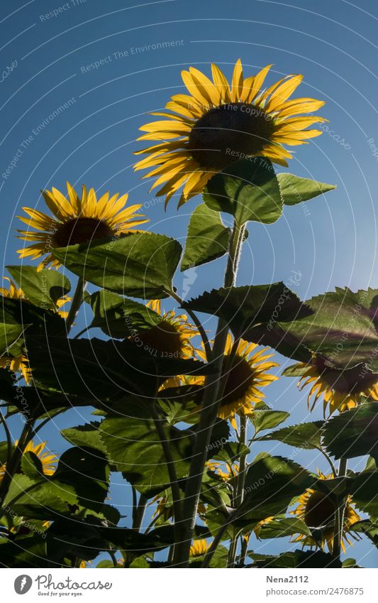 sunny day Environment Nature Plant Sky Cloudless sky Summer Weather Beautiful weather Leaf Blossom Agricultural crop Garden Park Field Warmth Yellow Sunflower