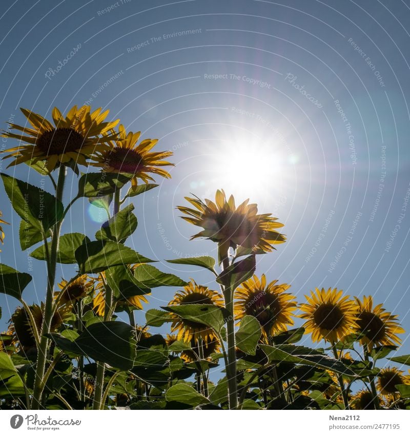 Let the sun shine... Environment Nature Plant Sky Cloudless sky Weather Beautiful weather Flower Leaf Blossom Agricultural crop Garden Field Large Yellow