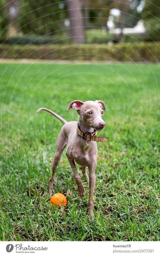 Little italian greyhound dog in the field Happy Beautiful Friendship Nature Animal Pet Dog Fantastic Friendliness Happiness Funny Brown Greyhound