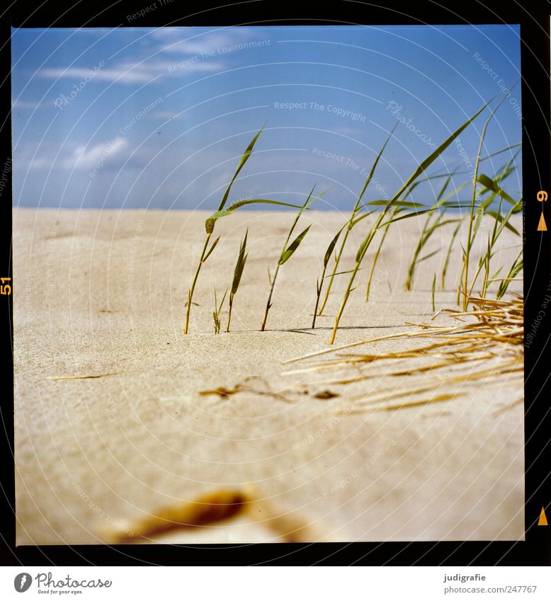 Baltic Environment Nature Landscape Plant Sand Sky Sunlight Summer Grass Coast Beach Baltic Sea Growth Natural Warmth Idyll Perspective Vacation & Travel Ease