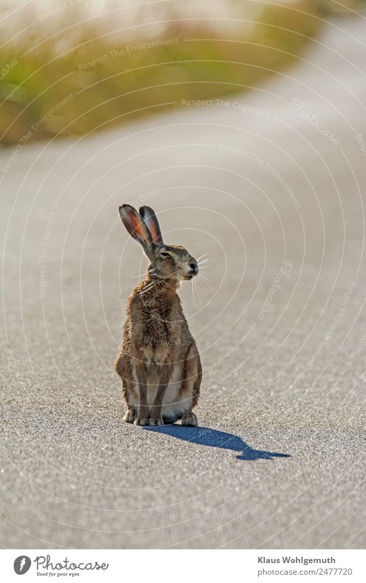 Photo shooting with Meister Lampe Environment Nature Animal Summer Beautiful weather Grass Street Pelt Paw Hare & Rabbit & Bunny 1 Observe Listening Sit Wait