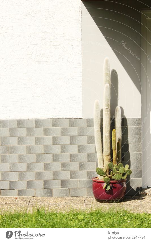 big cactus in pot in front of entrance of family house Cactus Summer Beautiful weather Flowerpot Entrance Detached house Facade neat Thorny Unwavering Tall