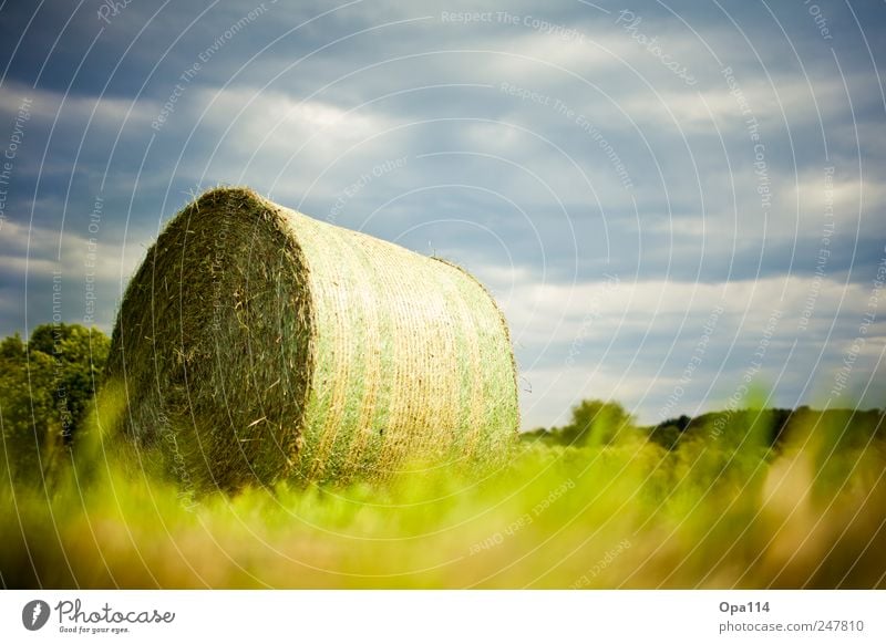 Wrapped Environment Nature Landscape Plant Animal Clouds Sunlight Summer Climate Weather Beautiful weather Grass Bushes Foliage plant Agricultural crop Meadow