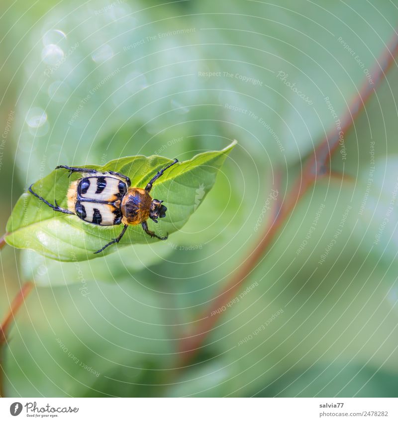 brush beetle Nature Plant Animal Bushes Leaf Beetle Insect Bee chafer 1 Crawl Green Colour photo Close-up Structures and shapes Copy Space right