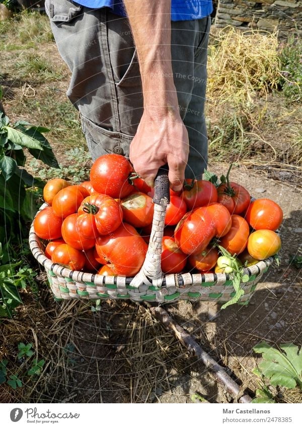 Harvesting Tomatoes in the Orchard Vegetable Fruit Vegetarian diet Summer Sun Human being Masculine Hand 1 Plant Leaf Village Feeding Natural Green Red picking