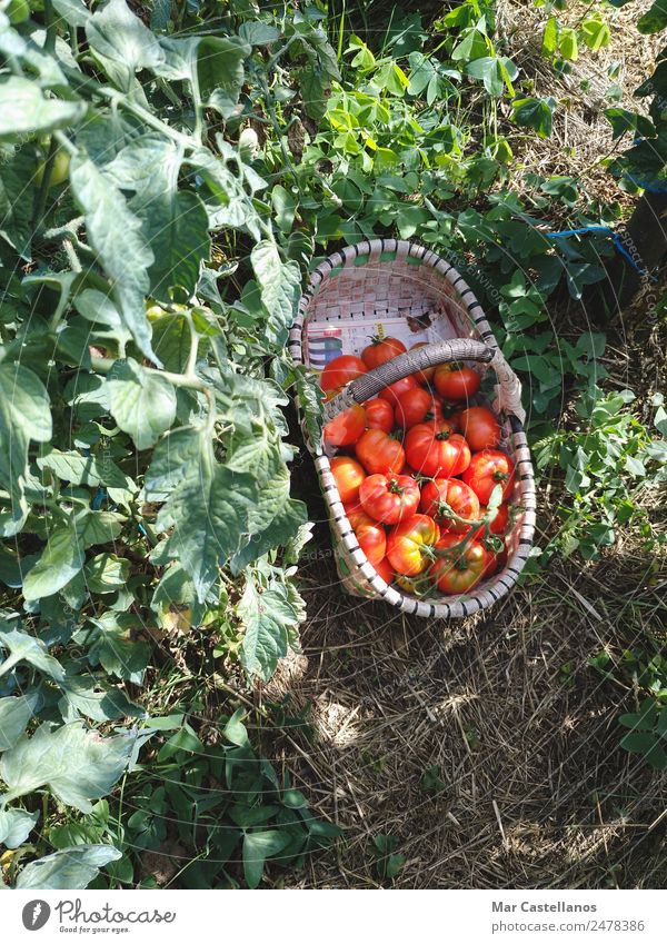 Harvesting Tomatoes in the Orchard Vegetable Fruit Nutrition Vegetarian diet Summer Sun Plant Leaf Agricultural crop Village Diet Feeding Sell Natural Green Red