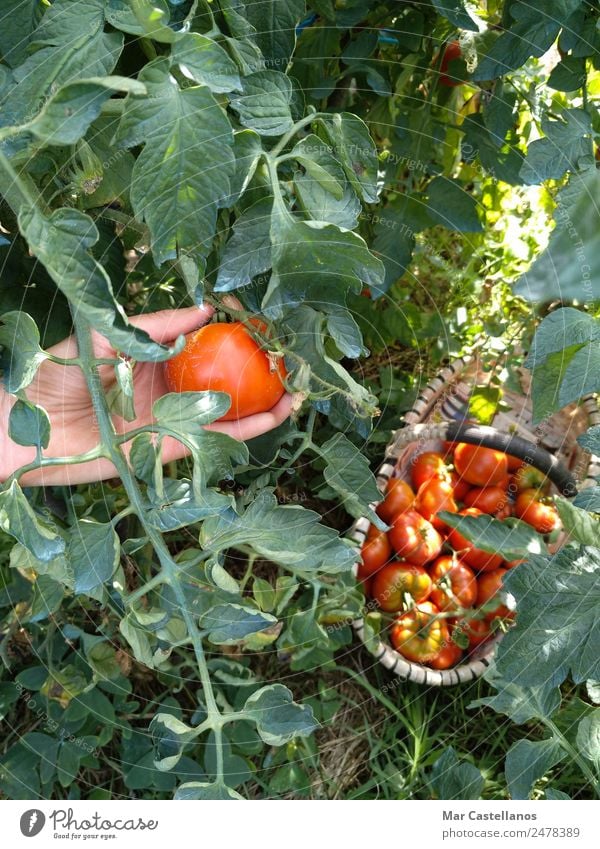 Harvesting Tomatoes in the Orchard Vegetable Fruit Nutrition Vegetarian diet Summer Sun Masculine Hand 1 Human being Plant Agricultural crop Village Sell