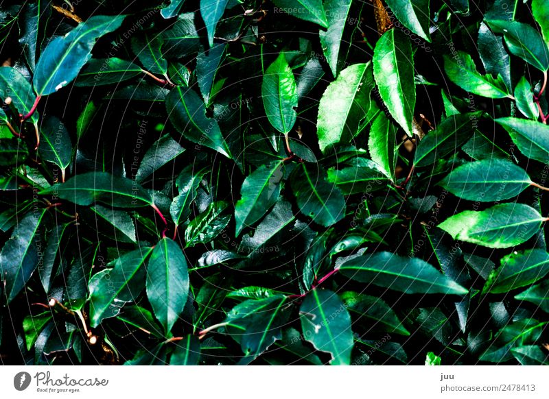 uncontrolled growth Plant Leaf Foliage plant Hedge Growth Dark Glittering Green Pink Colour photo Exterior shot Deserted Night Flash photo Contrast