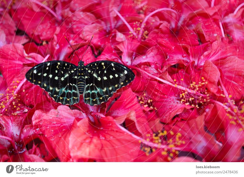 Black and white butterfly sitting in hibiscus blossoms Summer Nature Plant Exotic Park Butterfly Yellow Pink Hibiscus flower antenna black insect red animal