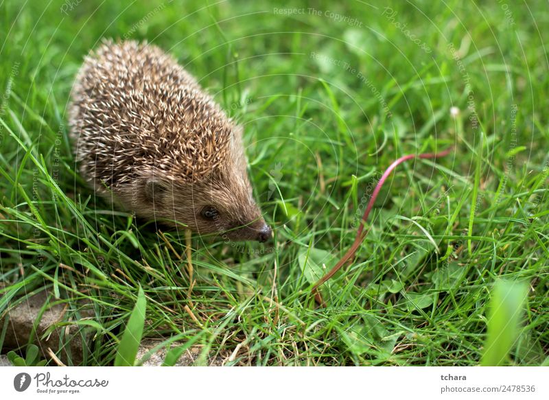 Small hedgehog Garden Adults Nature Landscape Animal Autumn Grass Moss Meadow Forest Sleep Natural Cute Thorny Wild Green Protection Colour Hedgehog background