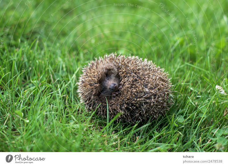 Hedgehog Garden Adults Nature Landscape Animal Autumn Grass Moss Meadow Forest Sleep Small Natural Cute Thorny Wild Green Protection Colour background europaeus