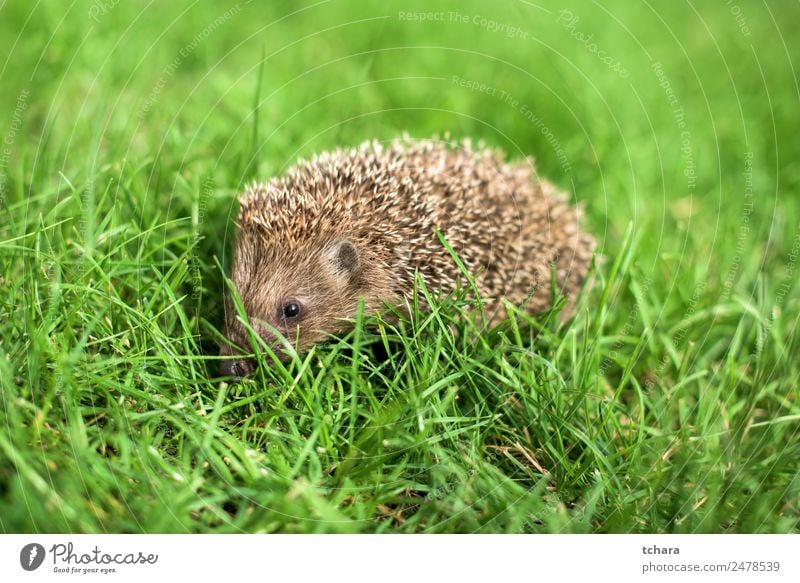 Hedge Garden Adults Nature Landscape Animal Autumn Grass Moss Meadow Forest Small Natural Cute Thorny Wild Green Protection Colour Hedgehog background europaeus