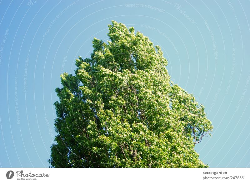 in japan, there's only one word for green and blue. Relaxation Calm Environment Nature Cloudless sky Spring Summer Beautiful weather Tree Blue Green