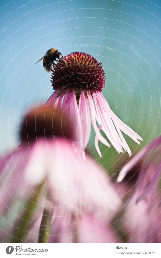 Echinacea purpurea N°3 Environment Nature Plant Animal Flower Blossom Purple cone flower Medicinal plant Wing Bumble bee Insect Natural Beautiful Blue Green