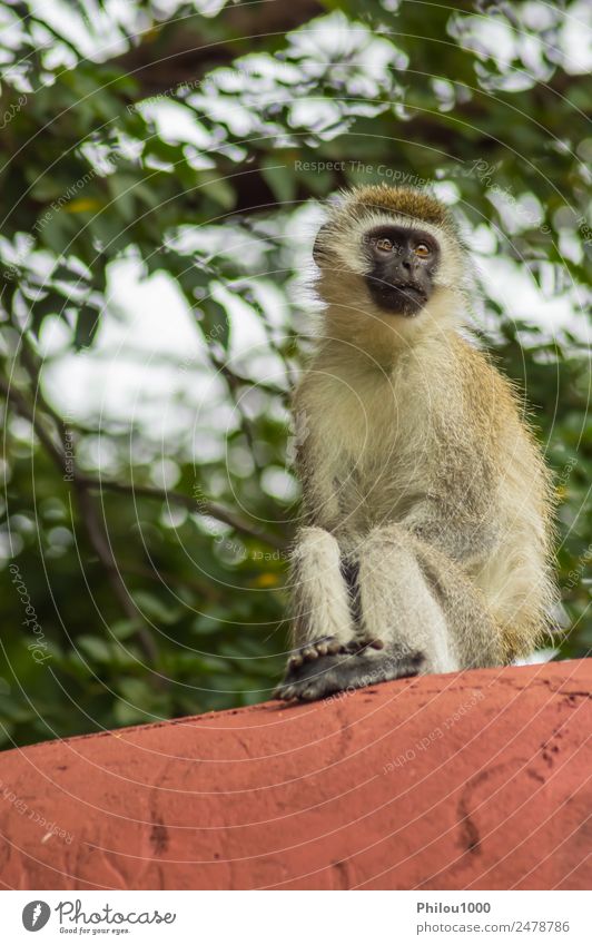 Vervet monkey sitting on a wall in the savannah Animal Garden Rock Sit Africa Amboseli Kenya africain Apes background Long-tailed monkey Living thing gazing