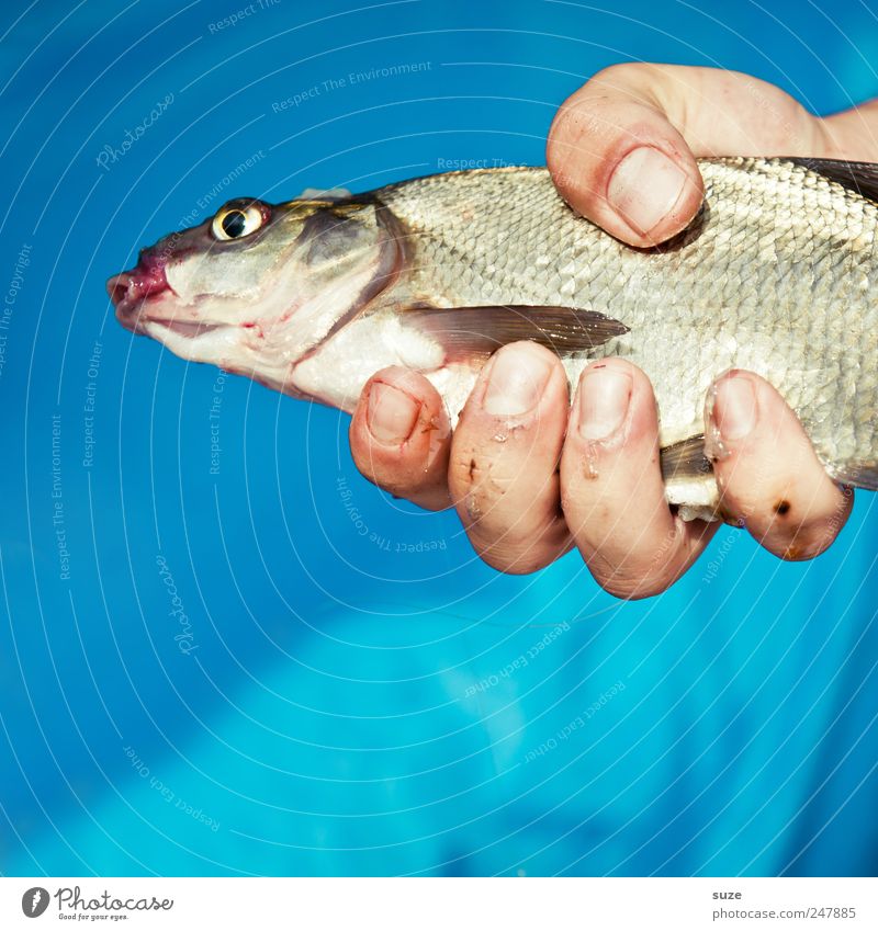 Friday fish Leisure and hobbies Fishing (Angle) Hand Fingers Animal 1 To hold on Blue Prey Fishery Colour photo Multicoloured Exterior shot Day