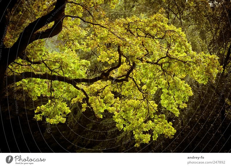 branches Nature Plant Tree Yellow Green Branchage Yellowness Autumn Autumnal Deciduous tree Twigs and branches Oak tree Colour photo Subdued colour