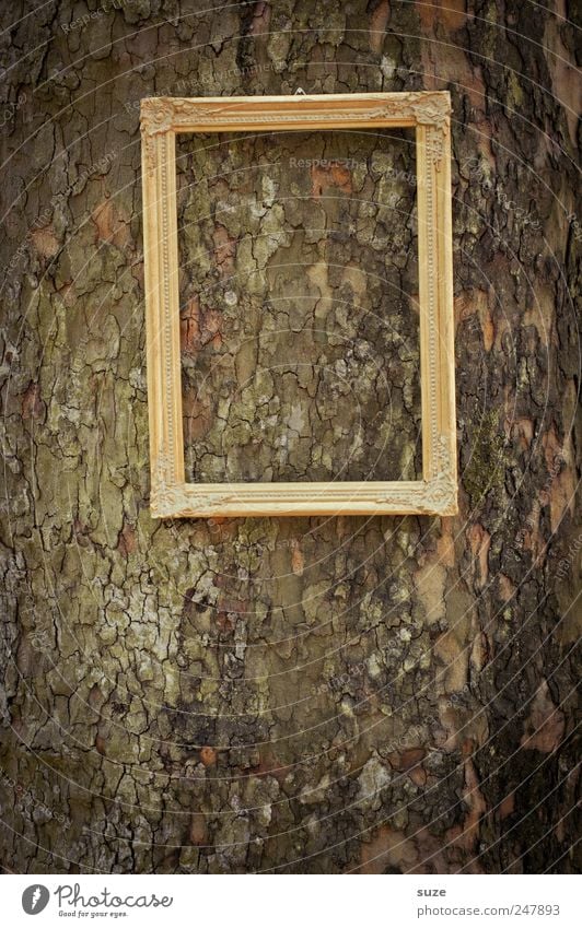picture Tree Hang Gold Picture frame Image Tree trunk Royal Noble Frame Empty Tree bark Forget Colour photo Subdued colour Exterior shot Close-up