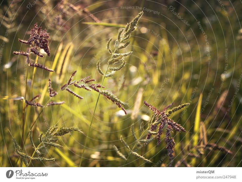 Harmony. Environment Nature Landscape Plant Esthetic Grass Meadow Green Greeny-yellow Idyll Calm Hope Clearing Meadow flower Colour photo Subdued colour