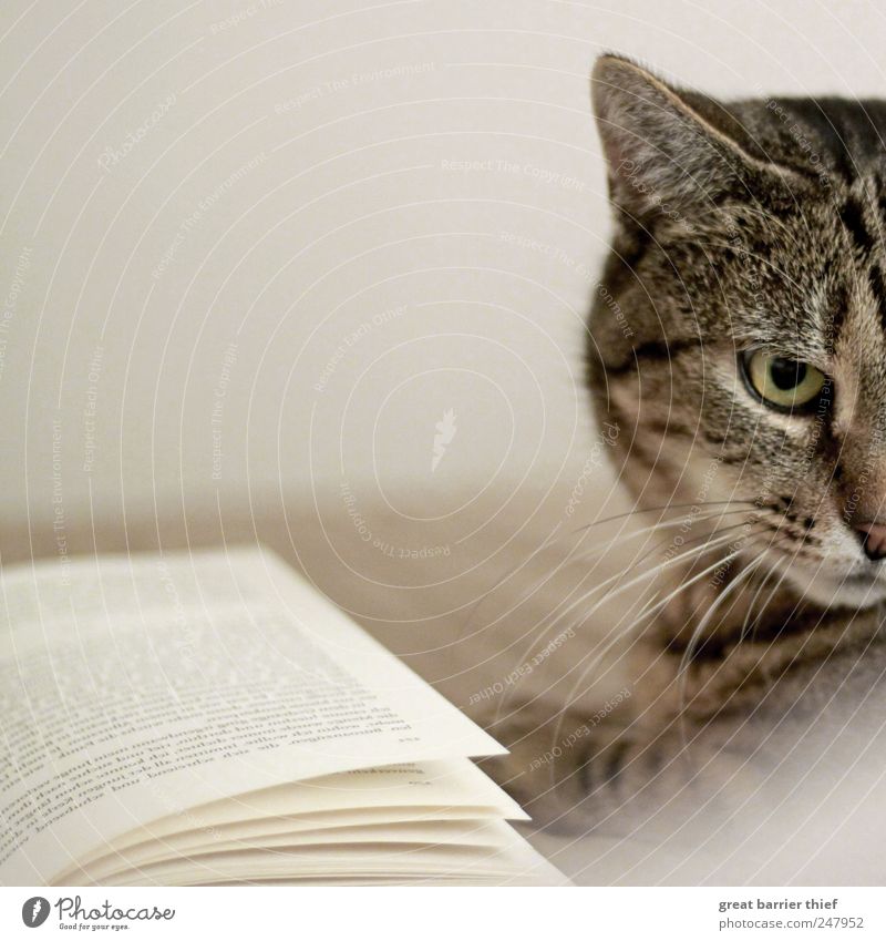 Cat Book Animal Hair Pet Animal face 1 Looking Exceptional Curiosity Love of animals Pelt Cat eyes Colour photo Interior shot Close-up Deserted Day Contrast