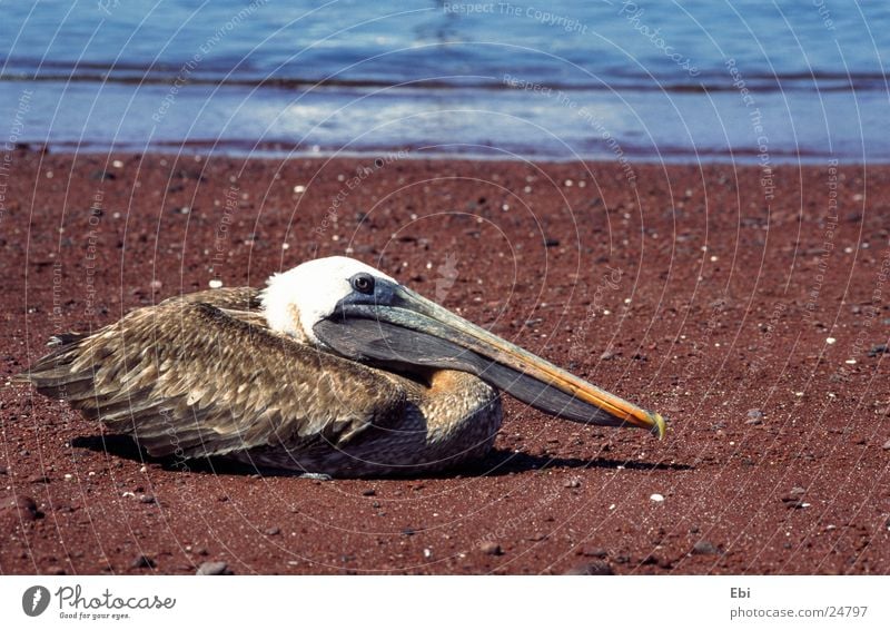 pelican Bird Pelican Galapagos islands