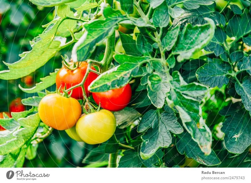 Tomatoes Growing On Vine In Greenhouse Cherry Food Background picture Red Healthy Organic Raw Close-up Small Vegetable Ingredients Vegetarian diet Fresh Mature