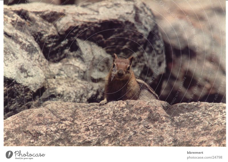 squirrel Squirrel Curiosity Stone Nature follow-up