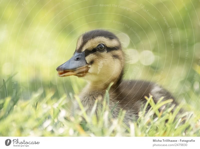 Small duckling in the grass Nature Animal Sun Sunlight Beautiful weather Grass Meadow Wild animal Bird Animal face Wing Duck Duckling Chick Mallard Beak 1