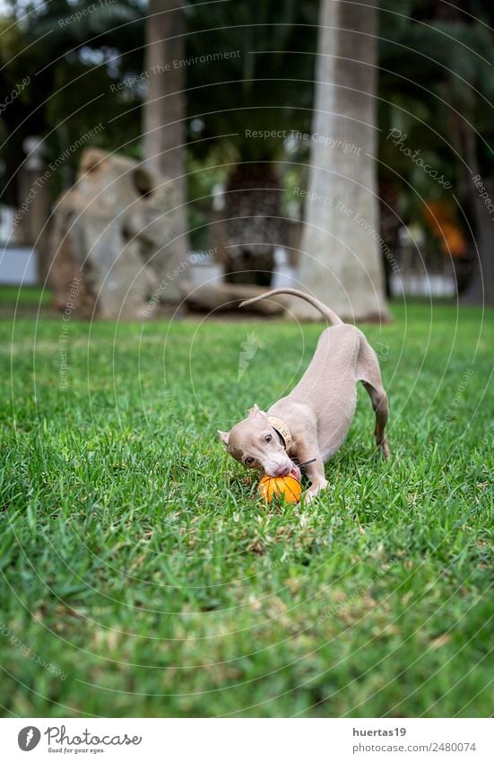 Little italian greyhound dog in the field Happy Beautiful Friendship Nature Animal Pet Dog 1 Friendliness Happiness Funny Brown Greyhound Italian piccolo