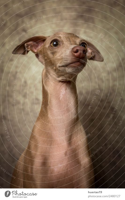 Studio portrait of little italian greyhound dog. Happy Beautiful Friendship Nature Animal Pet Dog 1 Friendliness Happiness Funny Cute Brown Greyhound