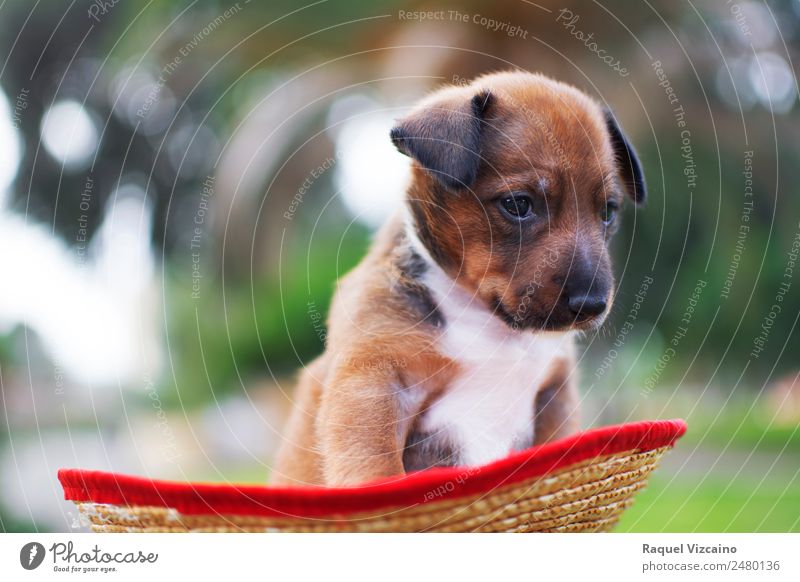 A dog puppy in a straw hat. Nature Tree Field Animal Pet Dog 1 Baby animal Looking Friendliness Brown Green Red Peaceful Feeble Colour photo Exterior shot