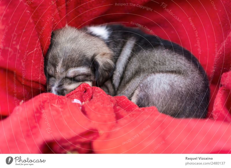 A beautiful dog puppy curled up in red cloth Animal Pet Dog 1 Baby animal Lie Sleep Brown Red Safety (feeling of) Love of animals Self Control Dream Peace