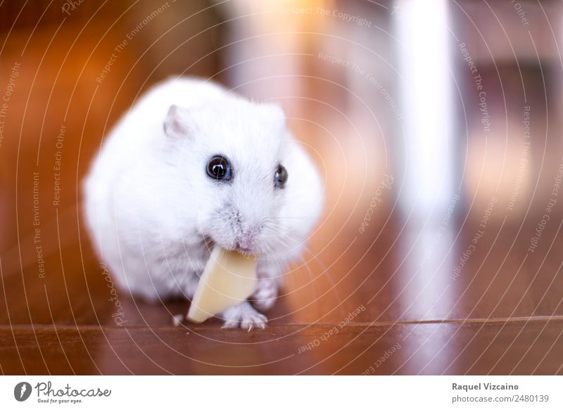 Little white hamster eating a piece of cheese. Cheese Animal Pet Mouse 1 Diet Eating Brown White Joy Appetite Trust Colour photo Interior shot Twilight