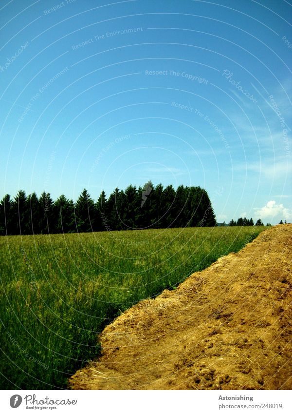 Astonishing landscape Environment Nature Landscape Plant Air Sky Clouds Summer Weather Beautiful weather Tree Grass Meadow Forest Blue Brown Yellow Green
