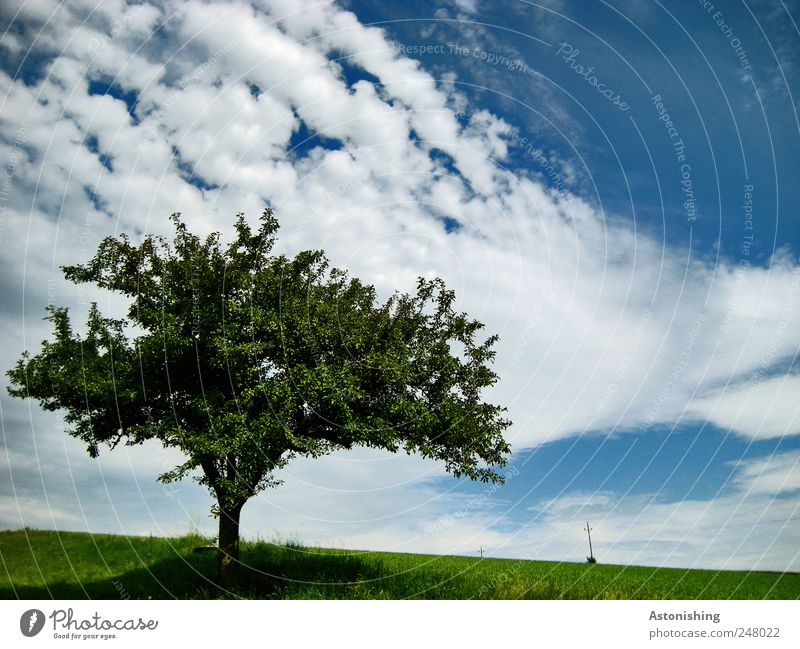 the lonely tree Environment Nature Landscape Plant Air Sky Clouds Horizon Summer Weather Beautiful weather Tree Grass Meadow Old Branch High voltage power line