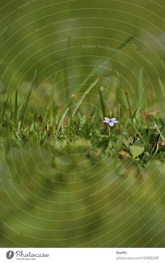 a little flower blooms on a grassy meadow Flower Meadow flower little flowers by oneself Lonely small flower blooming wildflower June Grass blooming wild plant
