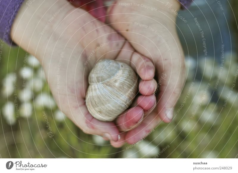 in my hands ... Child Infancy Mussel Fingers Human being 3 - 8 years Carrying To hold on Hand Meadow Flower Snail Snail shell Inhabited Nature Colour photo
