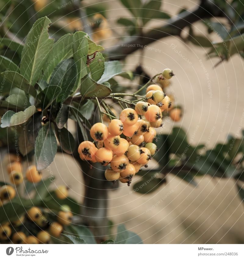 yellow berries Berries Orange Yellow Leaf Bushes Tree Fruit Branch Close-up Rawanberry Vitamin Poison