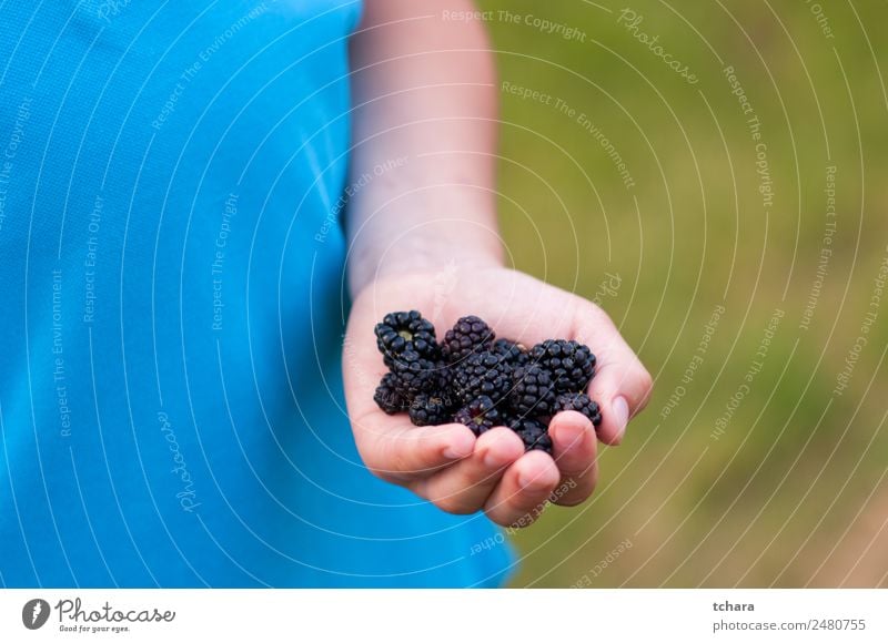 Ripe blackberries in hand Food Fruit Dessert Eating Breakfast Vegetarian diet Diet Hand Nature Fresh Delicious Natural Juicy Green Black Colour Blackberry close