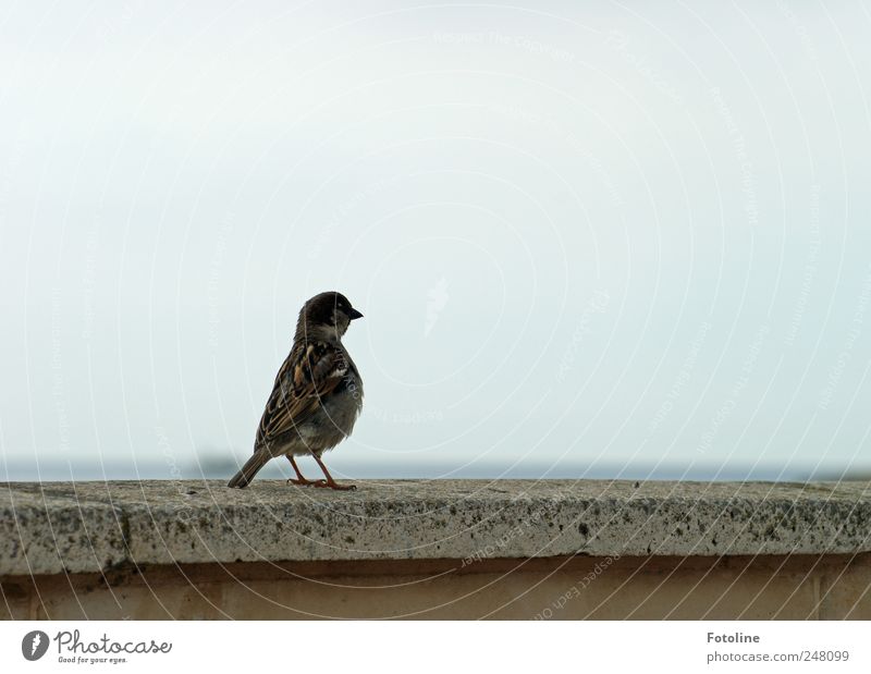 Is there a crumb back there??? Environment Nature Animal Wild animal Bird Natural Sparrow Metal coil Plumed Beak Wall (barrier) Colour photo Subdued colour