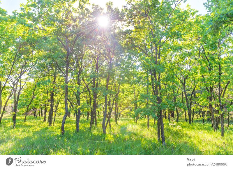 Royalty-Free photo: Green Green Forest Trees