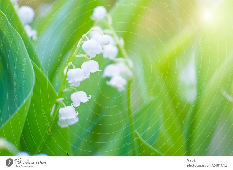 Wild white flowers lily of the valley Beautiful Fragrance Summer Sun Garden Environment Nature Landscape Plant Sunrise Sunset Sunlight Spring Flower Grass Leaf