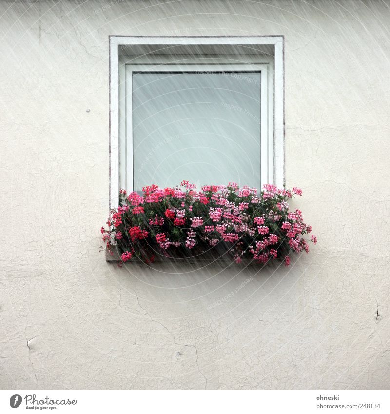 It's raining Bad weather Rain Flower Blossom Balcony plant House (Residential Structure) Detached house Wall (barrier) Wall (building) Facade Window Wet Gloomy