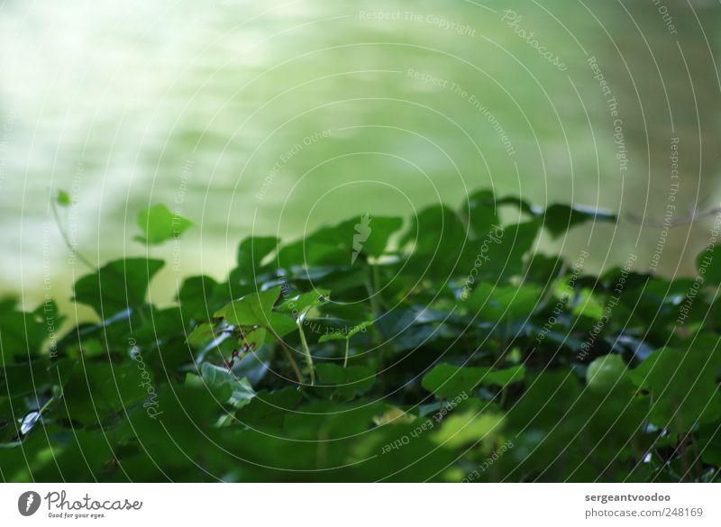 Near the river.... Summer Environment Nature Plant Water Spring Ivy Leaf Wild plant Coast Lakeside River bank Pond Brook Glittering Growth Juicy Under Green