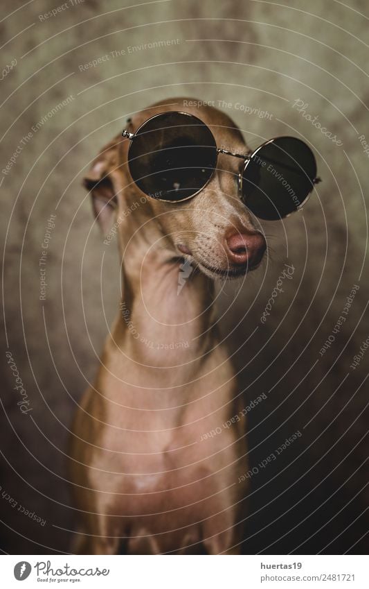 Studio portrait of little italian greyhound dog. Happy Beautiful Friendship Nature Animal Sunglasses Pet Dog 1 Friendliness Happiness Good Funny Cute Brown