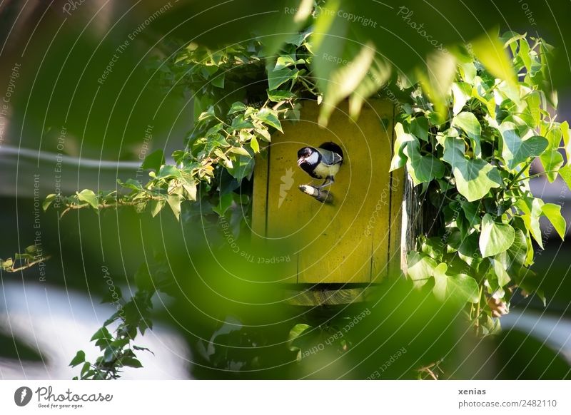 Great tit looks out of yellow birdhouse birds Tit mouse Animal spring Summer Ivy Garden Yellow green Black Birdhouse Chirping Exterior shot Nature