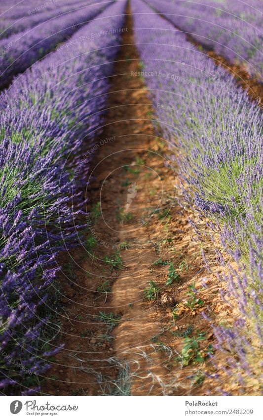 #A# la lavande Art Esthetic Landscape Land Feature Landscape painting Lavender Lavender field Lavande harvest France Provence Agriculture Violet Nature